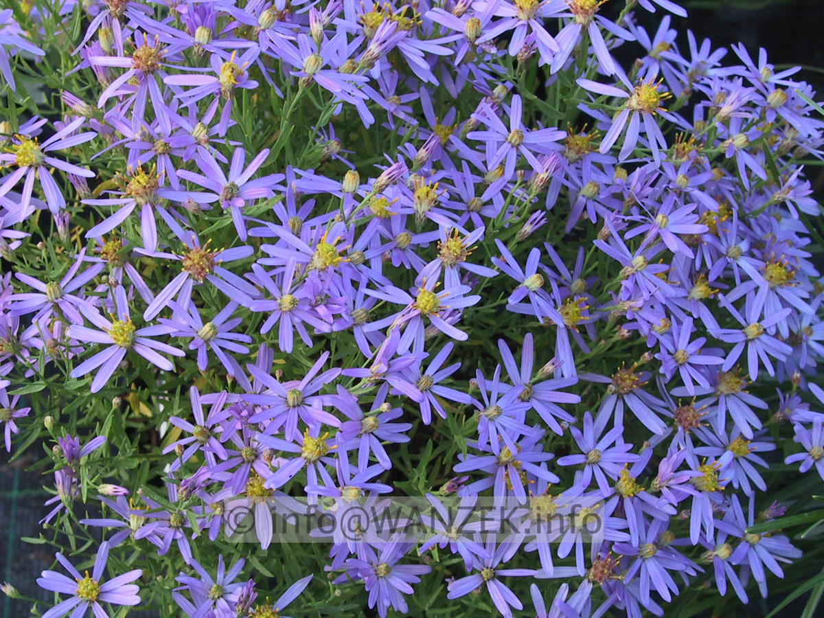 Aster sedifolius Nanus -nah.JPG